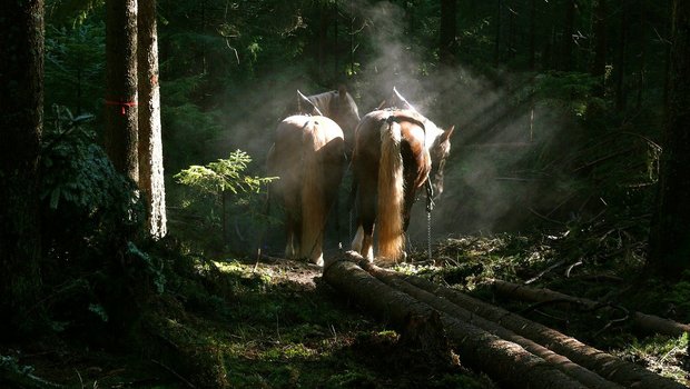 Durch den Einsatz von Pferden bei Waldarbeiten, könnte der CO2-Ausstoss reduziert werden. (Symboldbild Pixabay)