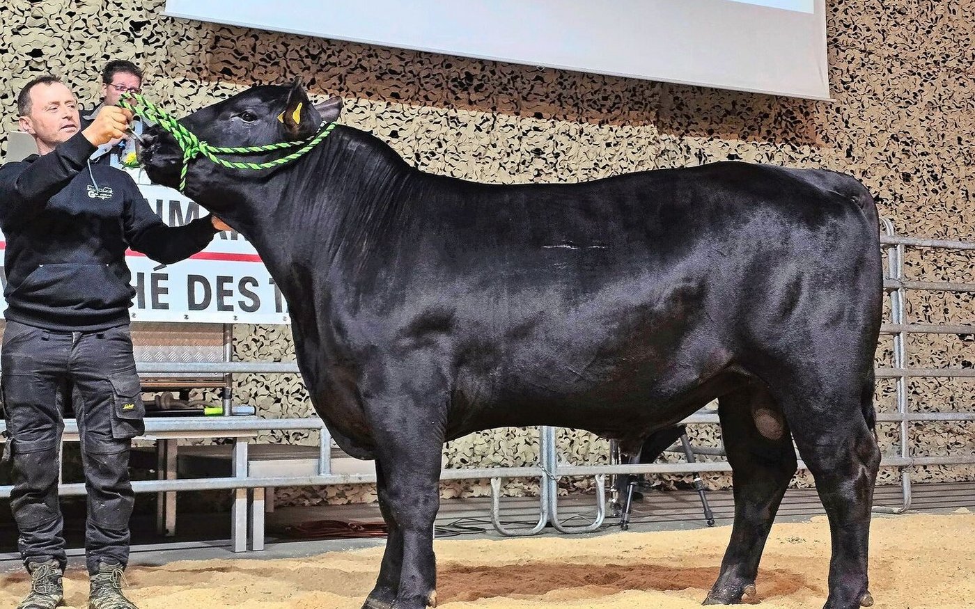 Green Valley Moonwalker von Michael und Rahel Fäh aus Ballens VD holte sich bei den Angus den Champion-Titel.