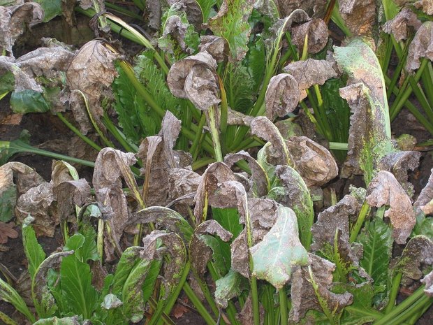 Die feuchten Tage im Mai und Juni und die aktuell hohen Temperaturen begünstigen eine Infektion der Rübenblätter mit der Cercospora-Blattfleckenkrankheit. (Bild Rasbak)