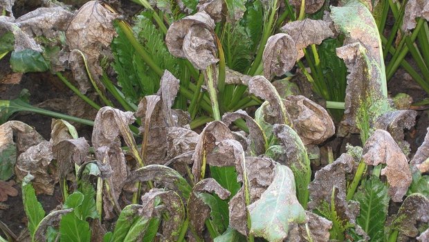 Die feuchten Tage im Mai und Juni und die aktuell hohen Temperaturen begünstigen eine Infektion der Rübenblätter mit der Cercospora-Blattfleckenkrankheit. (Bild Rasbak)