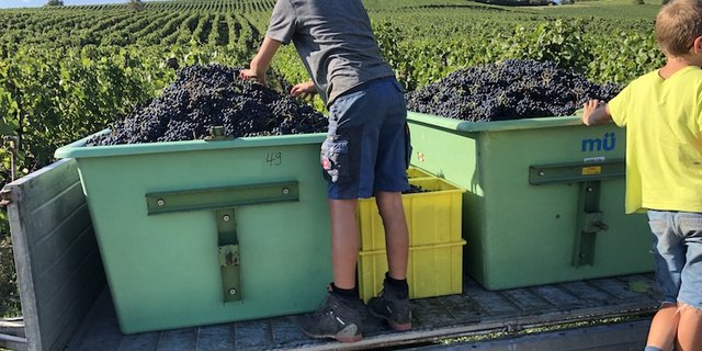 Die Traubenpasskontingente dürften in diesem Jahr vielerorts voll ausgenutzt werden. (Bild zVg)