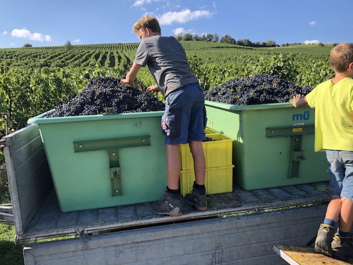 Die Traubenpasskontingente dürften in diesem Jahr vielerorts voll ausgenutzt werden. (Bild zVg)