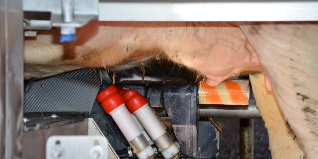 Die Kühe müssen mindestens zweimal täglich gemolken werden. (Bild Aline Küenzi)