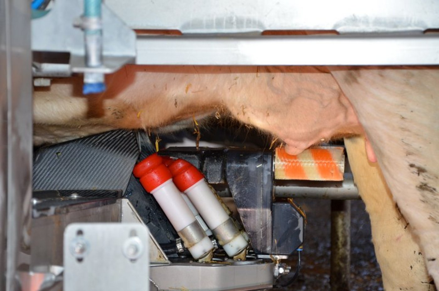 Die Kühe müssen mindestens zweimal täglich gemolken werden. (Bild Aline Küenzi)