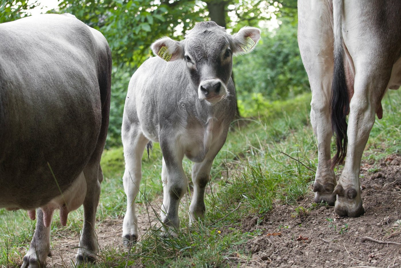 Mutterkühe reagieren auf das Absetzen ihrer jungen Kälber mit lauten Rufen. Ohne das Anhängen eines Ammenkalbes, welches die «Trauerphase» der Mutterkuh abmildert, kann dies zur Herausforderung in der Haltung werden. (Bild Pro Specie Rara)