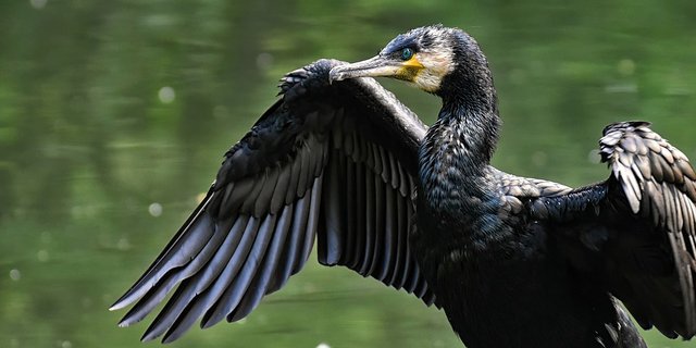 Naturschützer glauben nicht, dass der schwarz gefiederte Kormoran die Lebensgrundlage der Fischer vertilgt. (Bild Pixabay)