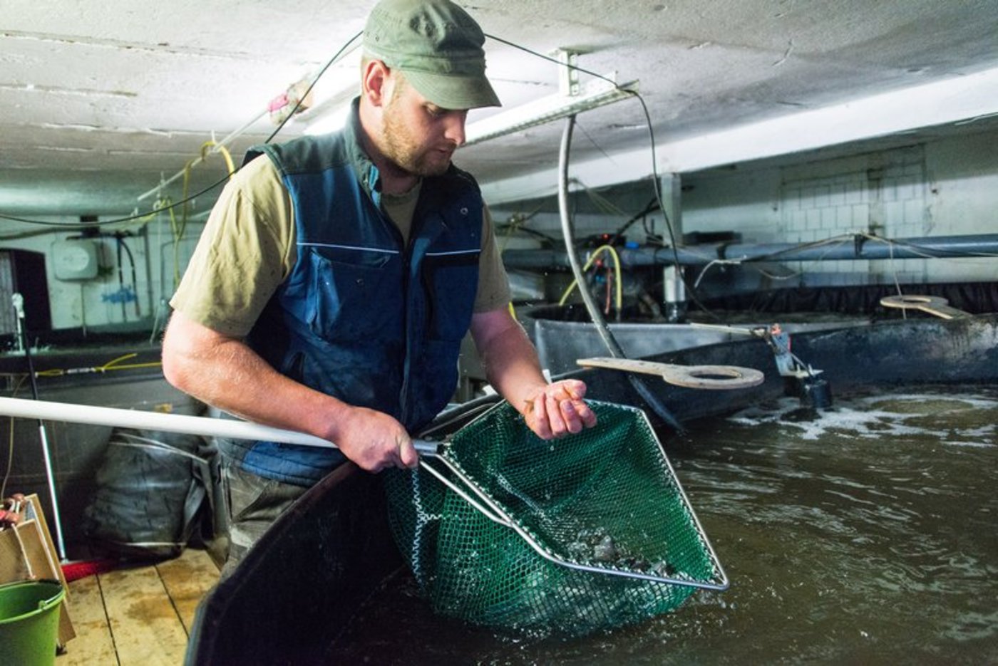 Produkte aus der heimischen Fischzucht finden wenig Beachtung auf dem schweizer Fischmarkt. (Bild Hansjürg Jäger)