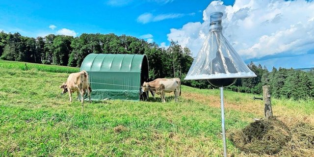Die Bremsenfalle, die diesen Sommer aufgestellt wurde, funktioniert gut, doch man erhoffte sich mehr. 
