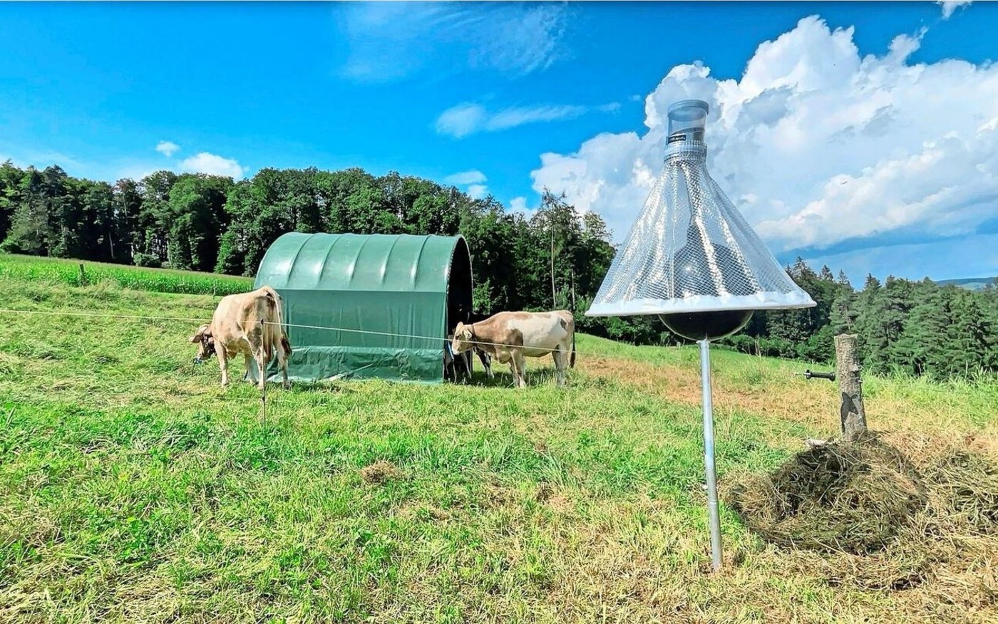 Die Bremsenfalle, die diesen Sommer aufgestellt wurde, funktioniert gut, doch man erhoffte sich mehr. 