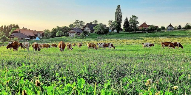 Das Ziel der IG Neue Schweizer Kuh ist die Zucht von wirtschaftlichen Kühen auf der heimischen Futtergrundlage. 
