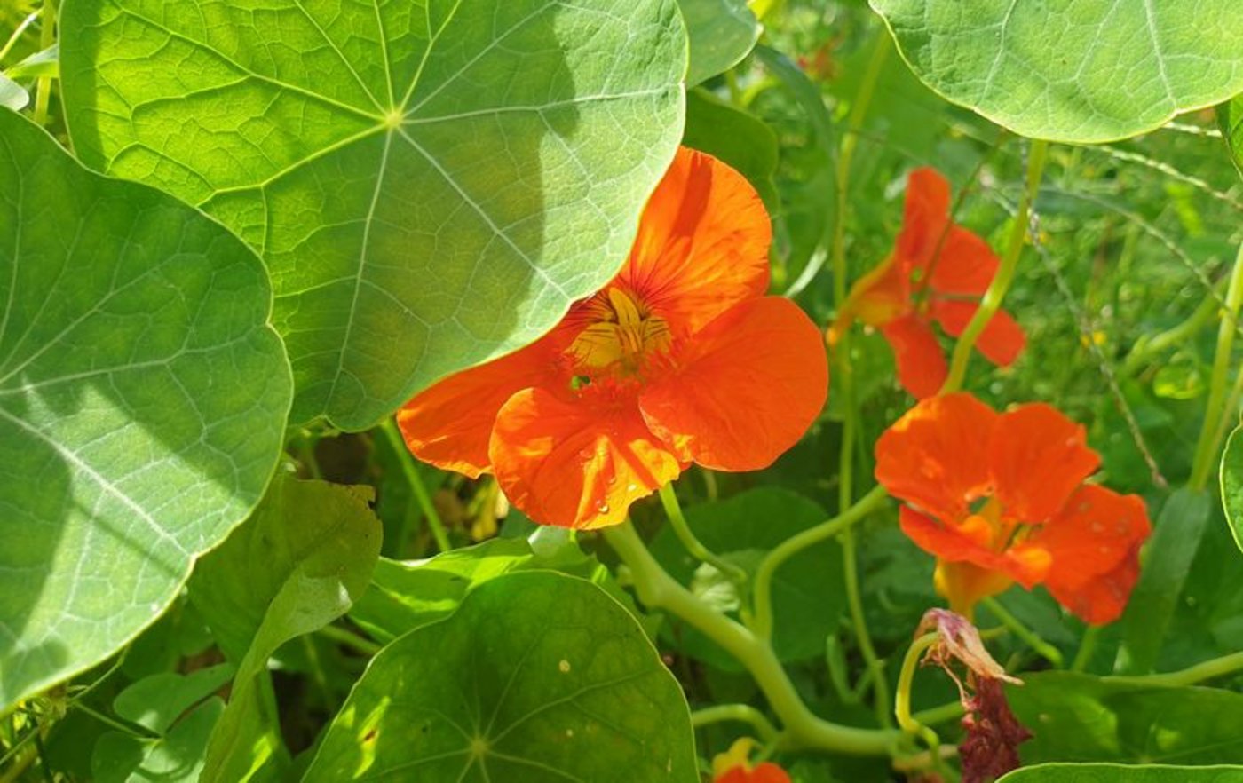 Kapuzinerkresse ist auch ein guter Bodenbedecker. (Bild ji)