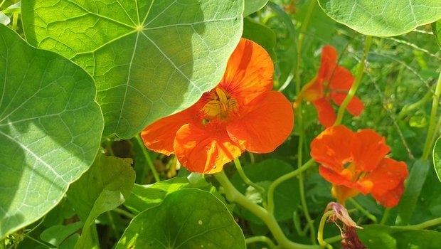 Die Kapuzinerkresse – farbig, schmackhaft, hilfreich Kapuzinerkresse ist auch ein guter Bodenbedecker. (Bild ji)
