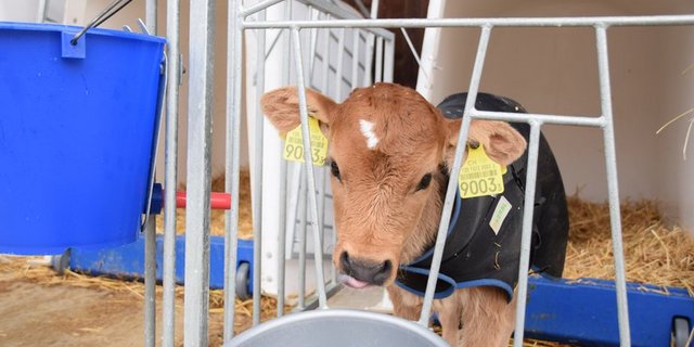 Dass auch der Urin der Kälber, die in Iglus gehalten werden, nicht in Gewässer gelangen darf, gehört zum Umweltschutz in der Landwirtschaft. (Bild jba)