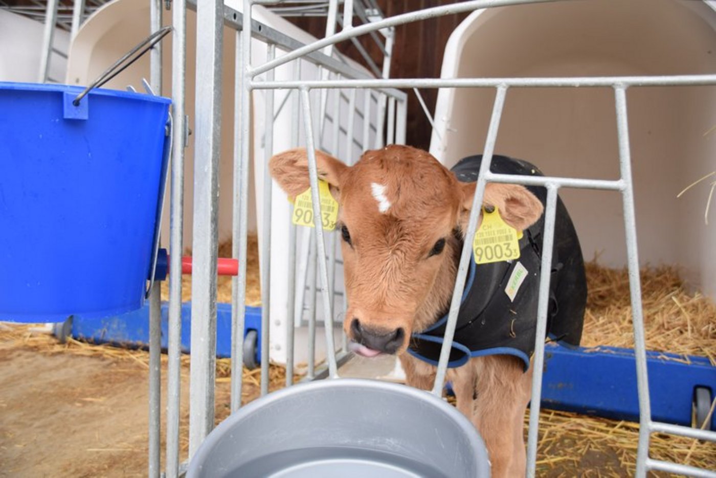 Dass auch der Urin der Kälber, die in Iglus gehalten werden, nicht in Gewässer gelangen darf, gehört zum Umweltschutz in der Landwirtschaft. (Bild jba)