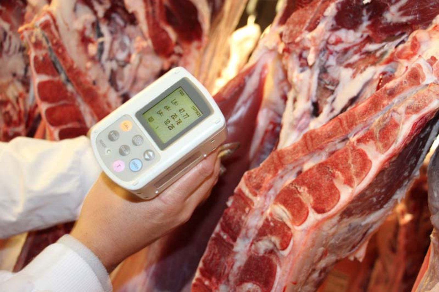 So wird die Helligkeit des Kalbfleisches am Lempenspiegel gemessen, hier zeigt das Gerät 47,77 L-Wert an. (Bilder Hans Rüssli)