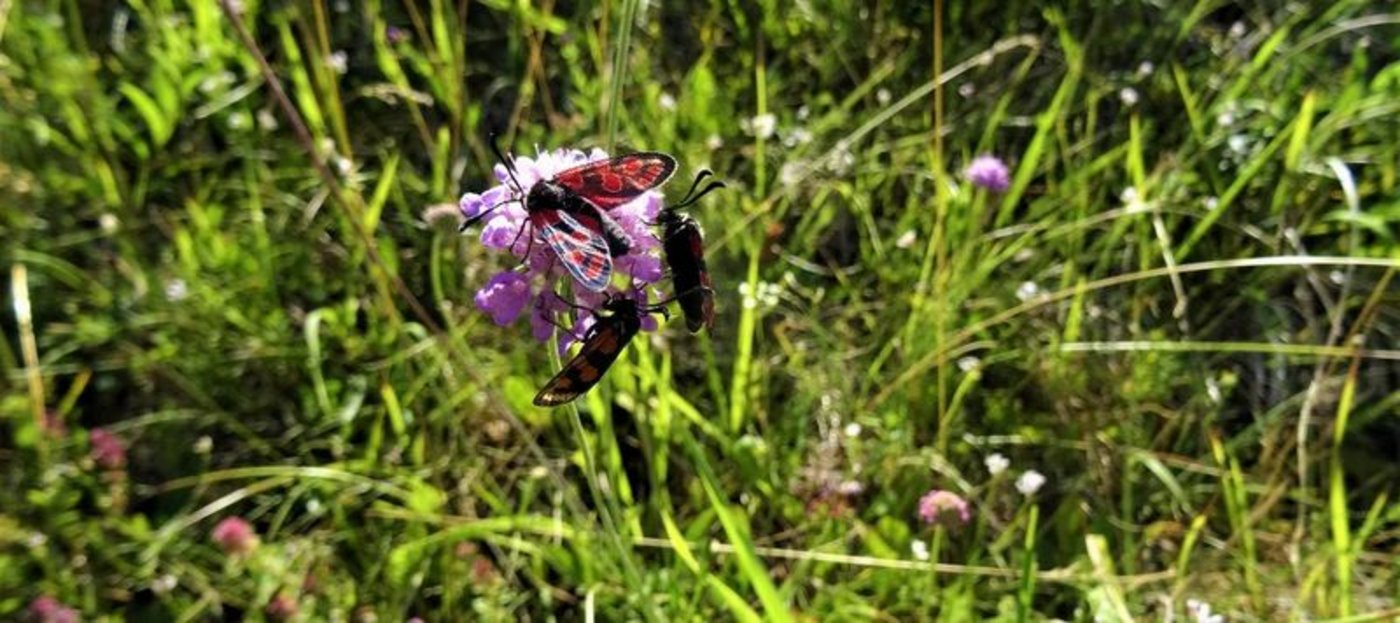 Je nach Art brauchen die Widderchen unterschiedliche Lebensräume. (Bild Corina Schiess/Kanton Schaffhausen)