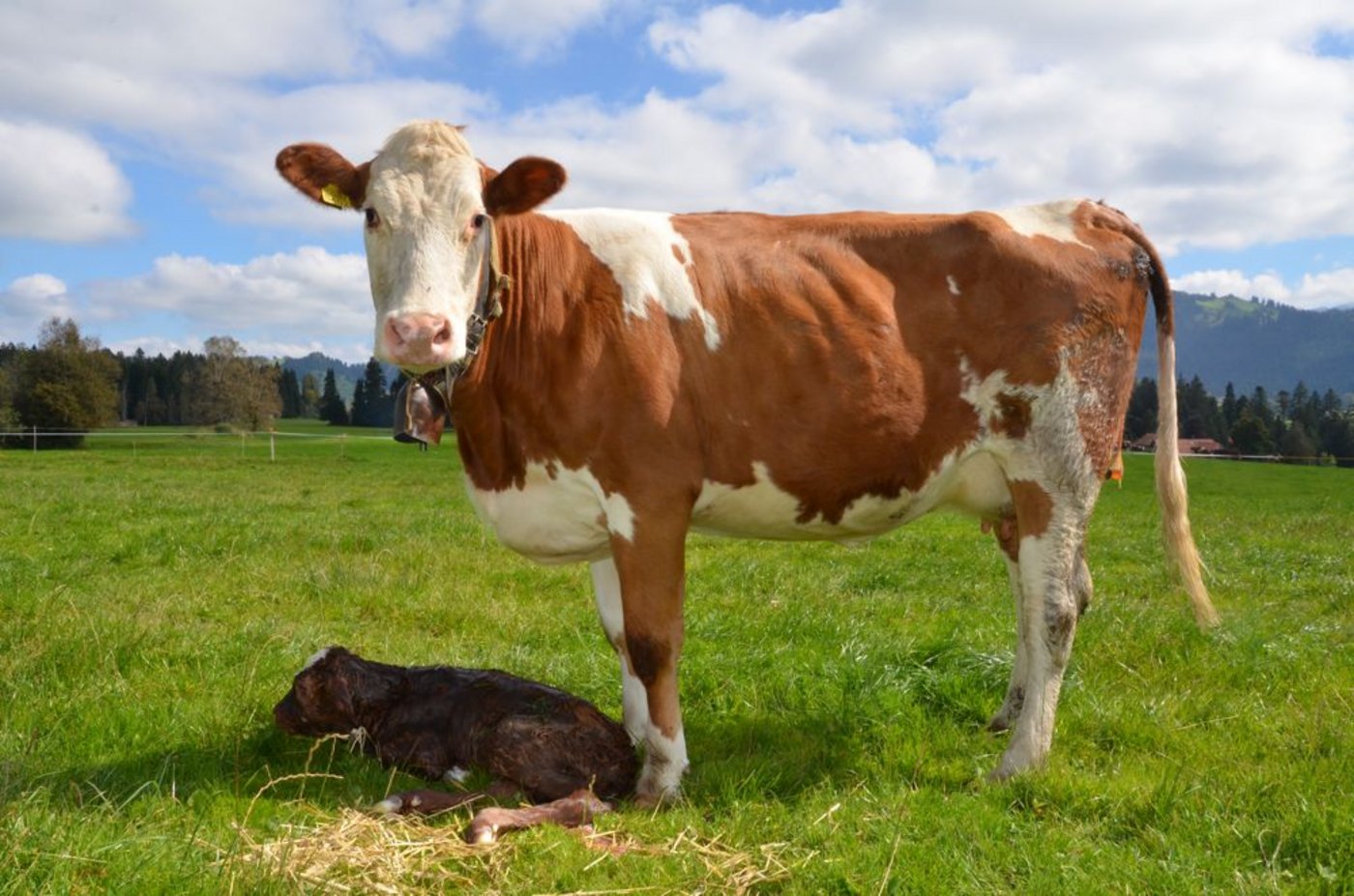 Bereits die Abkalbung hat grossen Einfluss auf die Fruchtbarkeit. Hygienische Bedingungen sind sowohl für das Kalb als auch für die Kuh wichtig. (Bild Aline Küenzi)