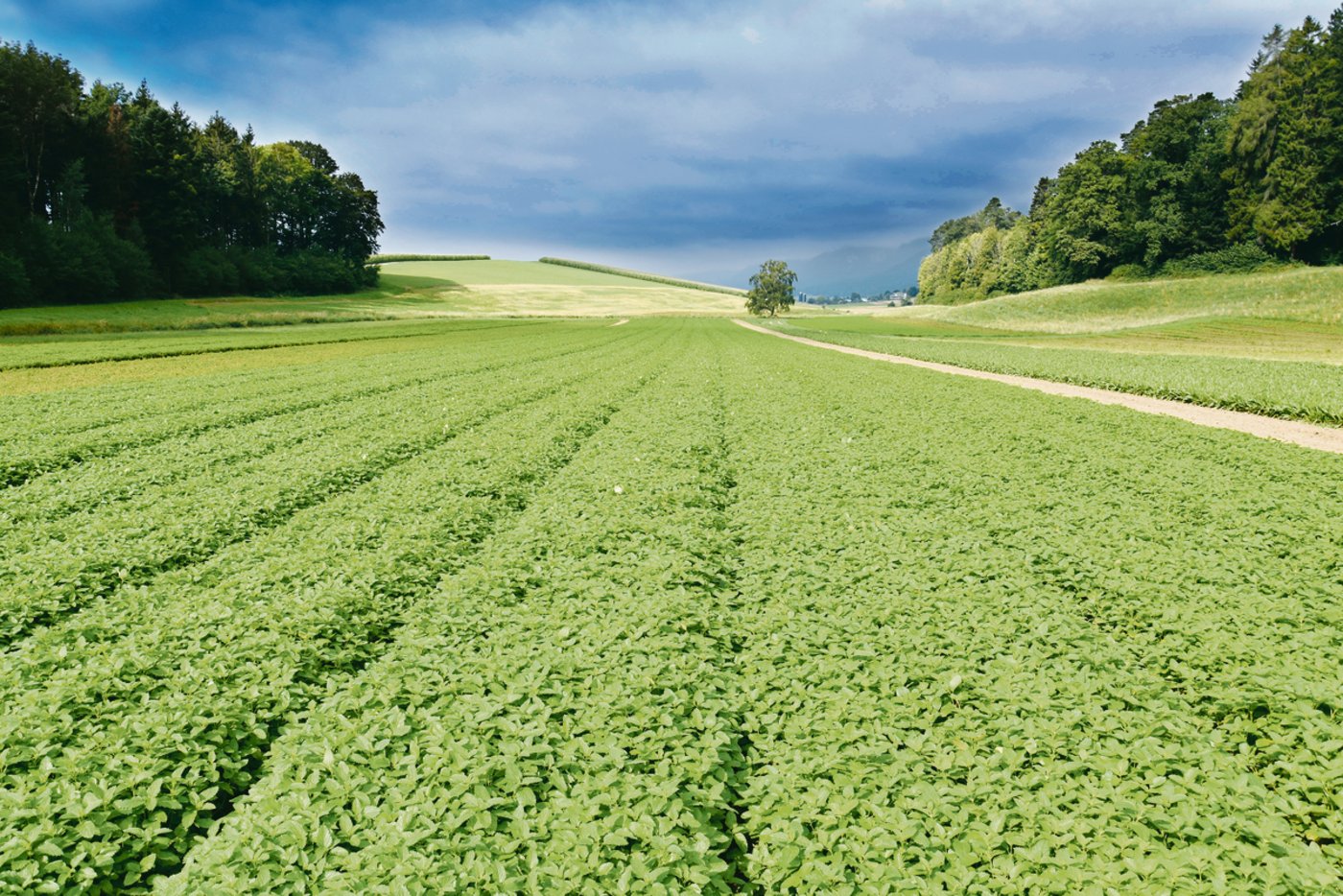 Auf den Fallernhof in Rüttenen SO von Ernst und Dominik Flückiger wird unter anderem Pfefferminze für Ricola angebaut. (Bilder Katrin Erfurt)