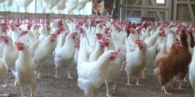 Schon wieder Skandal-Schlagzeilen aus Deutschland im Zusammenhang mit Geflügelzucht ... (Bild: lid)