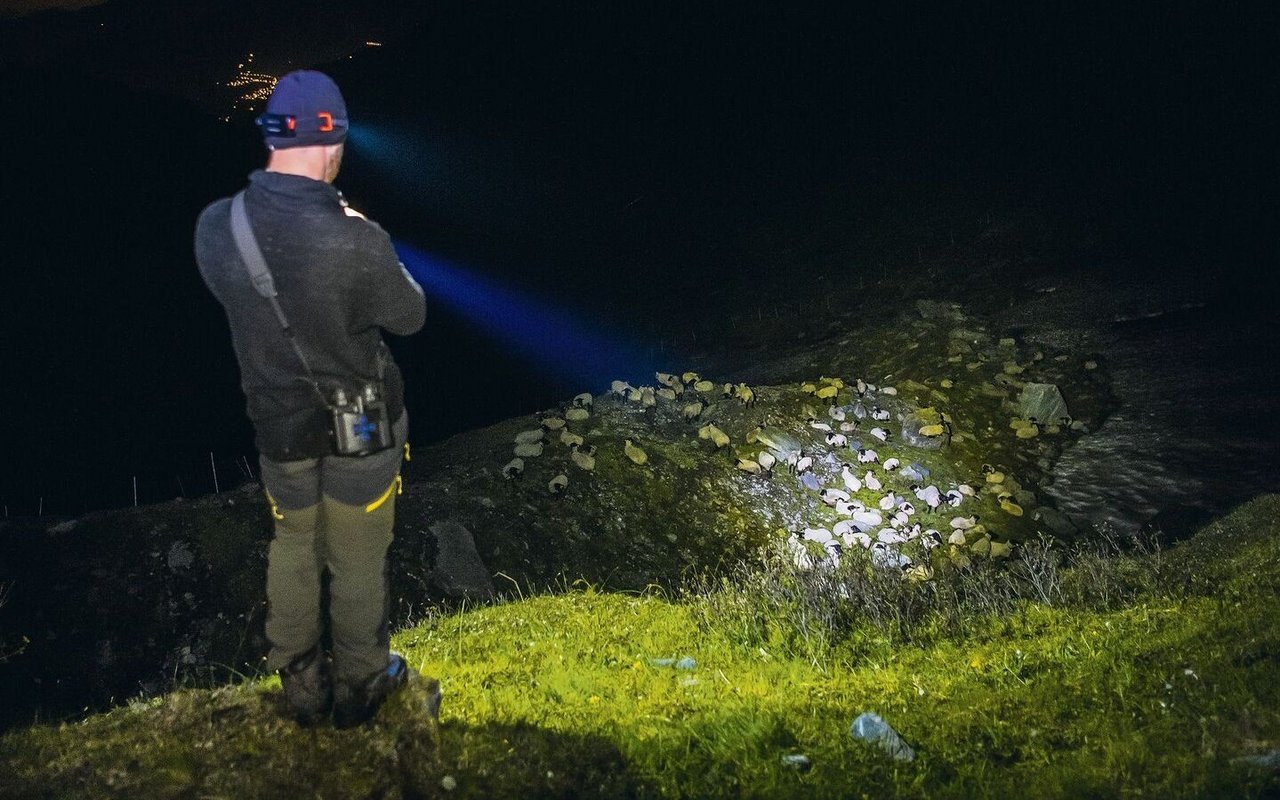 Mit der Dunkelheit verstärkt sich die Anspannung: Ein Hirte bewacht nachts Schafe auf der Alp La Corbassière im Val de Bagnes VS, um sie vor Wolfsangriffen zu schützen.