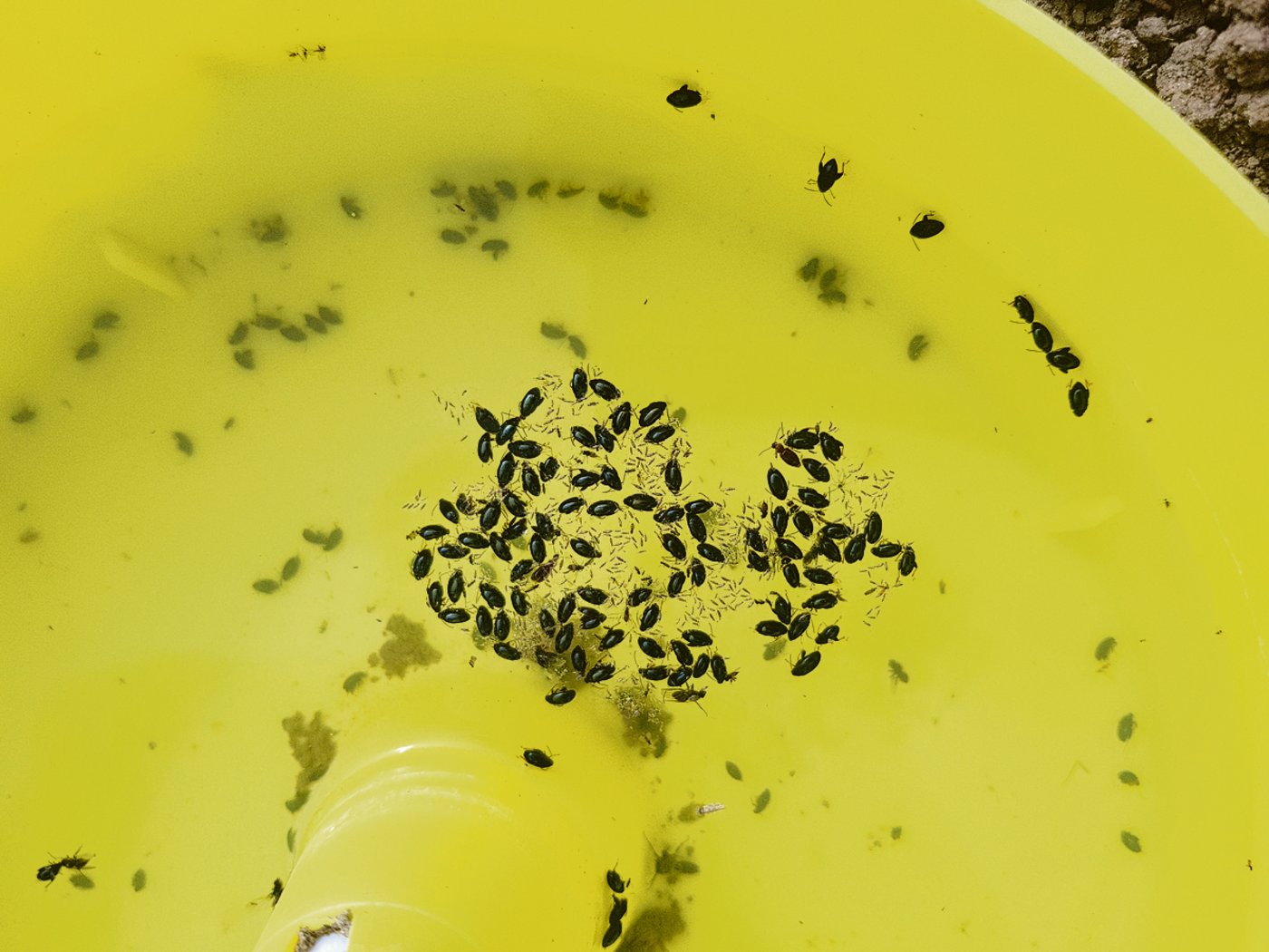 In den Rapsbeständen ist das Aufstellen von Gelbschalen notwendig. Sie geben einen Behandlungsrichtwert.