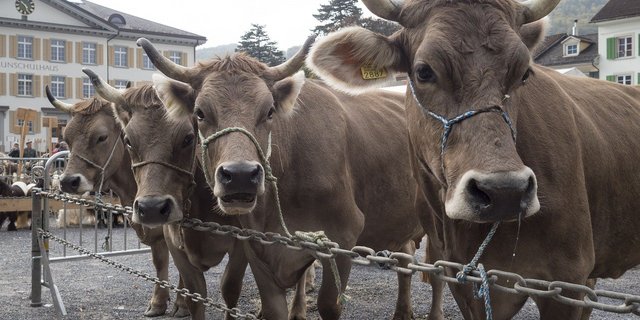 Peter Bosshard, Geschäftsführer des Schweizerischen Viehhändler-Verbandes wehrt sich gegen die Vorwürfe: "In der jetzigen Zeit weise ich ganz entschieden zurück, dass da Absprachen gemacht werden. Die Händler müssen die Nachfrage nach Kühen befriedigen" (Bild Pixabay)