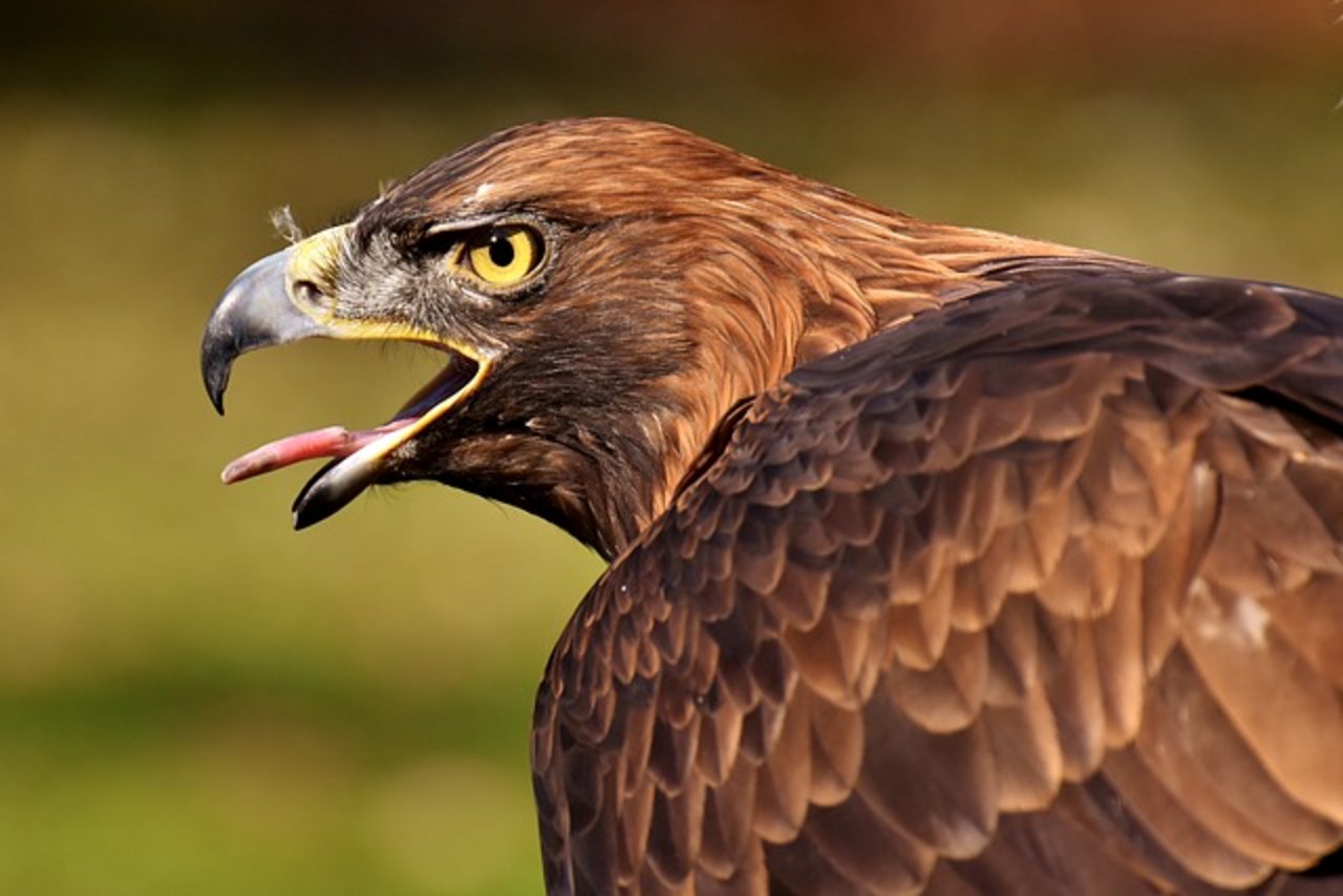 Mittlerweile ist der Adler wieder in der Obhut seiner Besitzerin Jasmin Hutter vom Gnadenhof. (Symbolbild Pixabay)