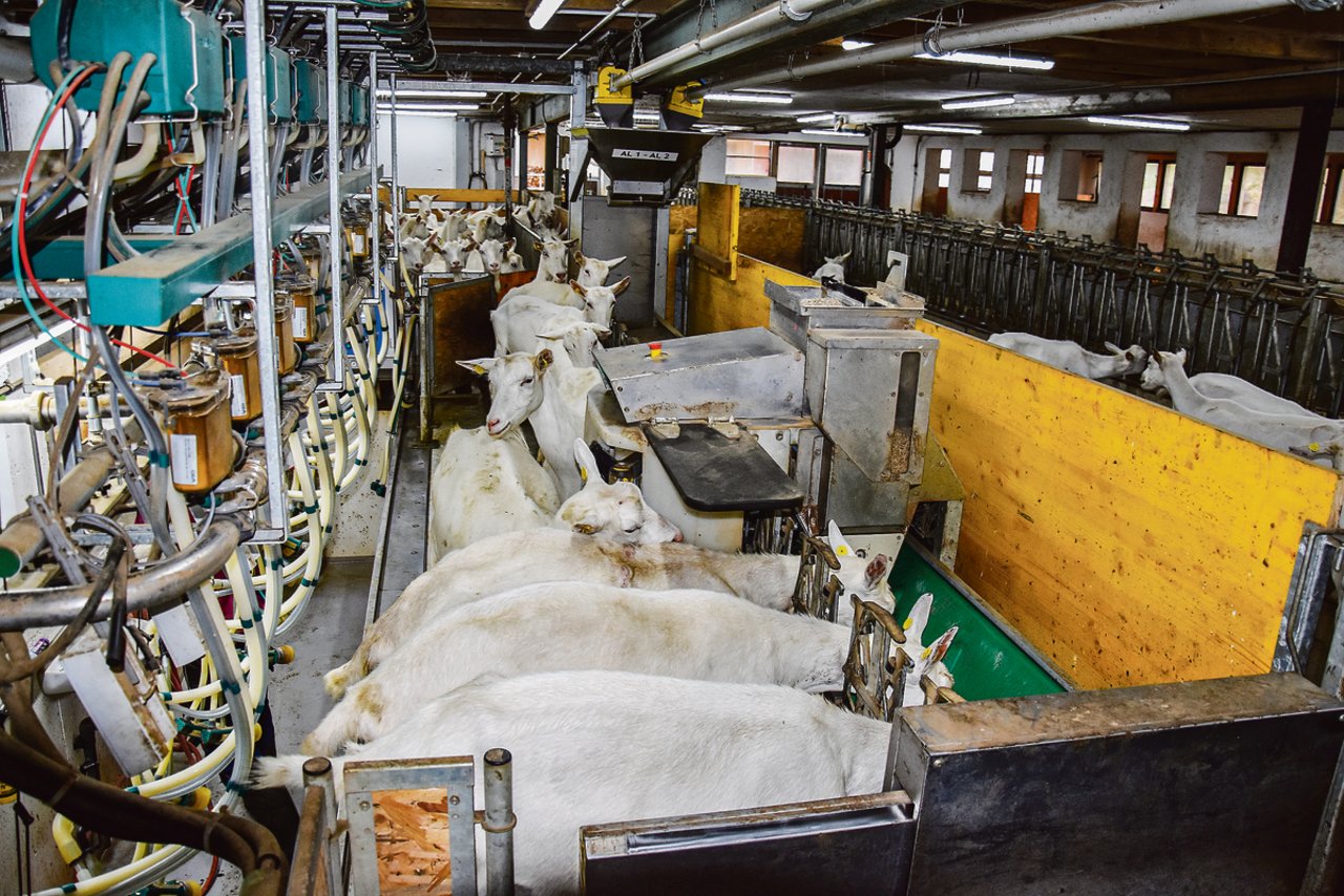 Die Ziegen kommen in den Melkstand: Dank eines Chips im Ohr weiss der Roboter, wie viel Kraftfutter jede Ziege während des Melkens erhält. (Bild Peter Fankhauser)