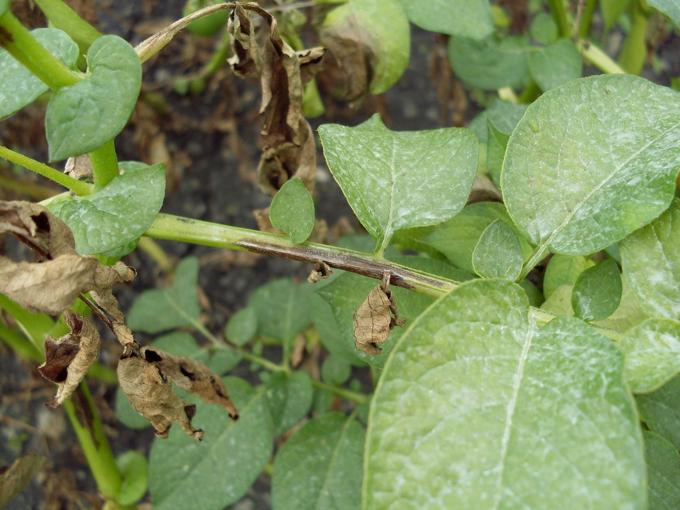 Typische Symptome der Krautfäule sind die «Ölflecken» auf der Blattoberseite, mit weissem Pilzrasen auf der Blattunterseite. Seltener treten auch braune Stellen an den Stängeln auf. (Bild Grangeneuve)