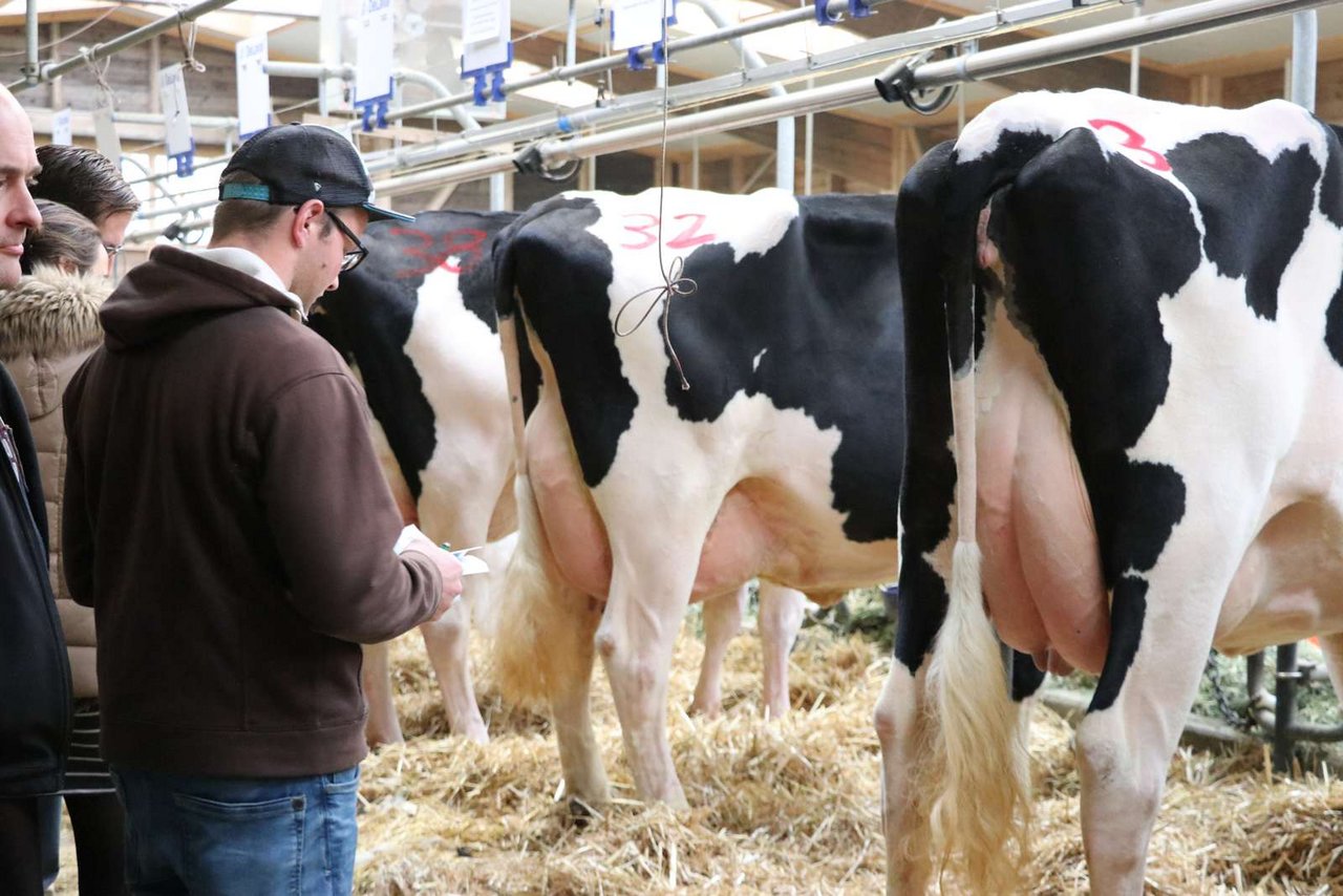 Gesunde Kühe mit guter Milchleistung, gutem Fundament und tiefen Zellgehalten in der Milch seien aktuell sehr gesucht. (Symbolbild Ruth Aerni)