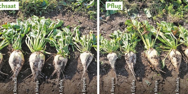 Die Zuckerrüben bei der Mulchsaat sind teils grösser geraten, weil der Bestand lückig war und die einzelnen Rüben mehr Platz und Ressourcen zur Verfügung hatten. Sie haben aber auch weniger unter Trockenheit gelitten wegen reduzierter Bodenbearbeitung.