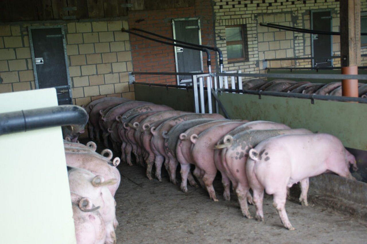 Suisseporcs fordert Produzenten und Handel dazu auf, Micarna keine Schlachtschweine zu diesem nicht marktgerechten Preis zu verkaufen. (Symbolbild lid/ji)