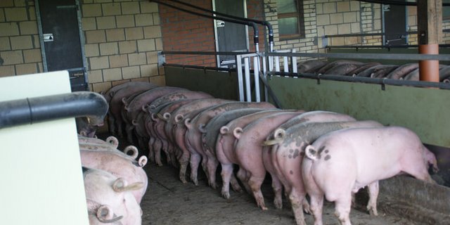 Suisseporcs fordert Produzenten und Handel dazu auf, Micarna keine Schlachtschweine zu diesem nicht marktgerechten Preis zu verkaufen. (Symbolbild lid/ji)