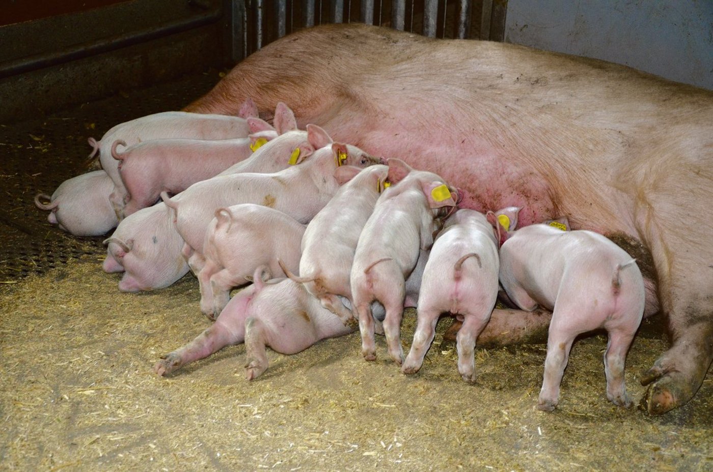 Das Euter ist stark durchblutet. Ist der Boden schlecht isoliert, geht viel Energie unter dem Tier über den Boden weg. (Bild ak)