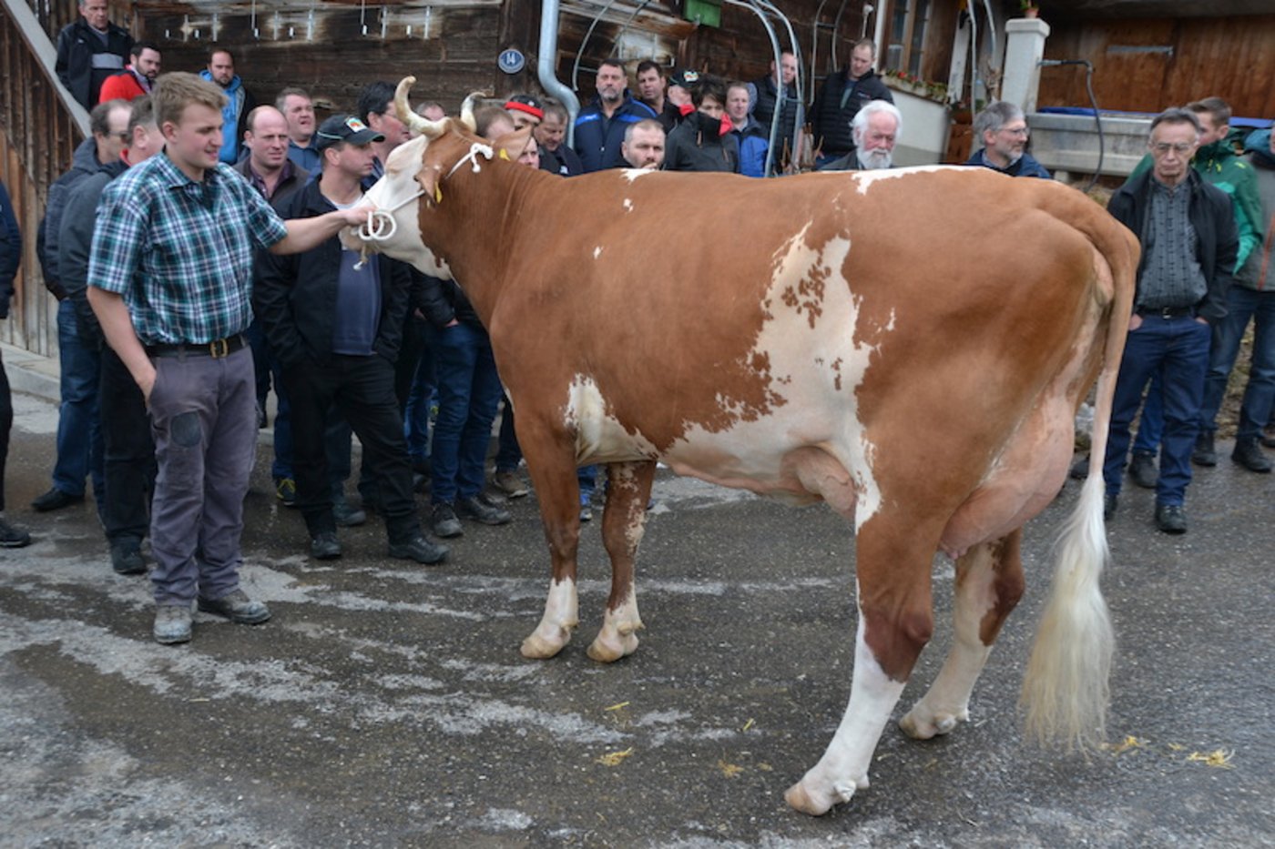 Eine schöne Ophir-Tochter auf dem Betrieb Perren.