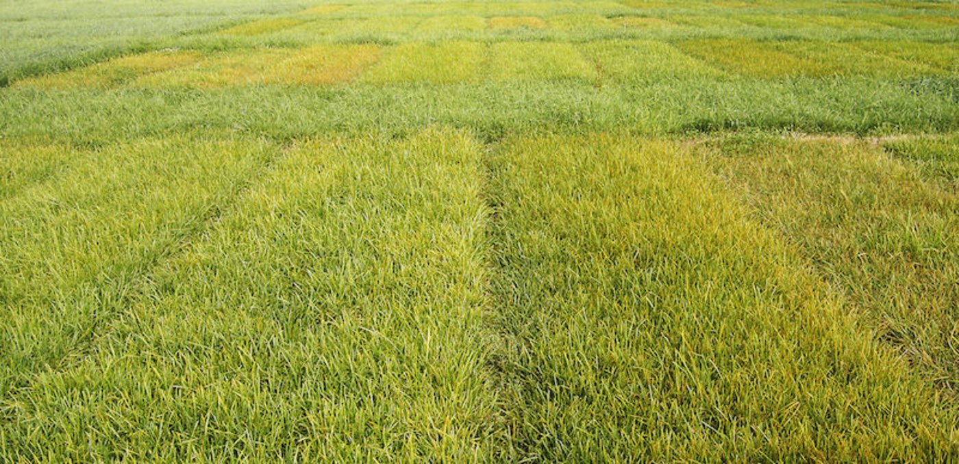 Die neuen Topsorten werden in die Sortenempfehlung von Agroscope aufgenommen, sobald das Bundesamt für Landwirtschaft dazu grünes Licht gibt. (Bild Agroscope)