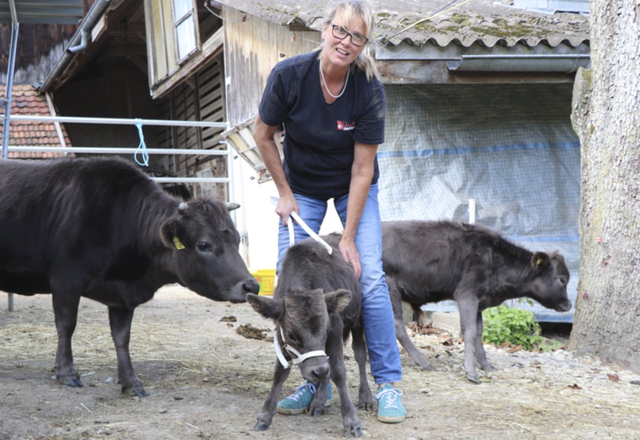 Nicht ganz einfach, das kleine Stierkälbchen Lars in Position zu bringen, doch Sandra Henzer nimmt’s gelassen. (Bilder lid/as)