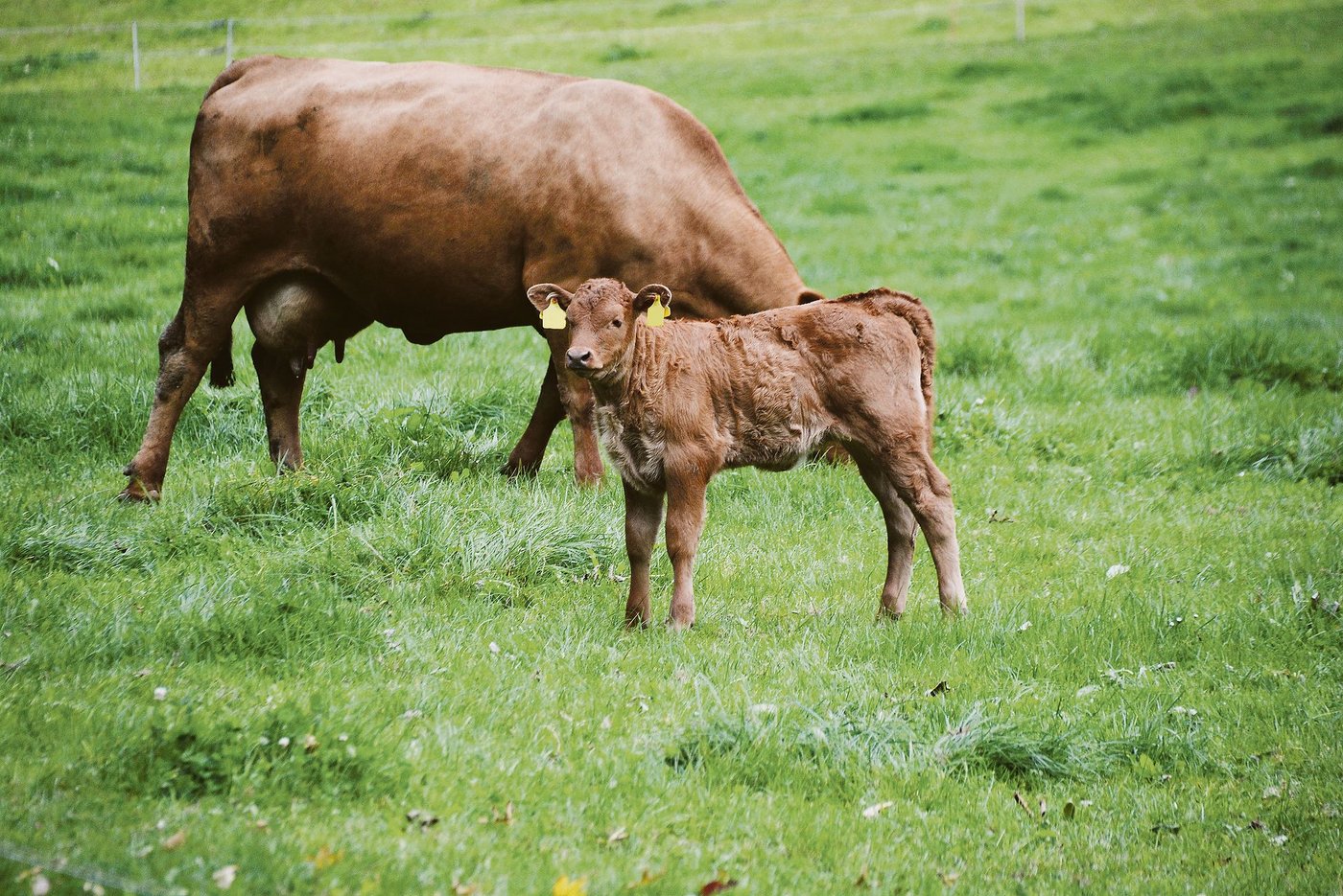 Das Ziel der neuen Wegleitung ist es, gefährliche Begegnungen zwischen Mutterkühen und Menschen zu vermeiden und zugleich das Tierwohl sowie den Herdenschutz zu fördern.(Bild Andrea Gysin)