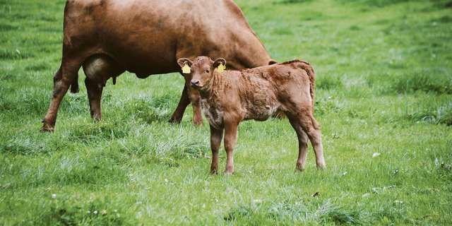 Das Ziel der neuen Wegleitung ist es, gefährliche Begegnungen zwischen Mutterkühen und Menschen zu vermeiden und zugleich das Tierwohl sowie den Herdenschutz zu fördern.(Bild Andrea Gysin)