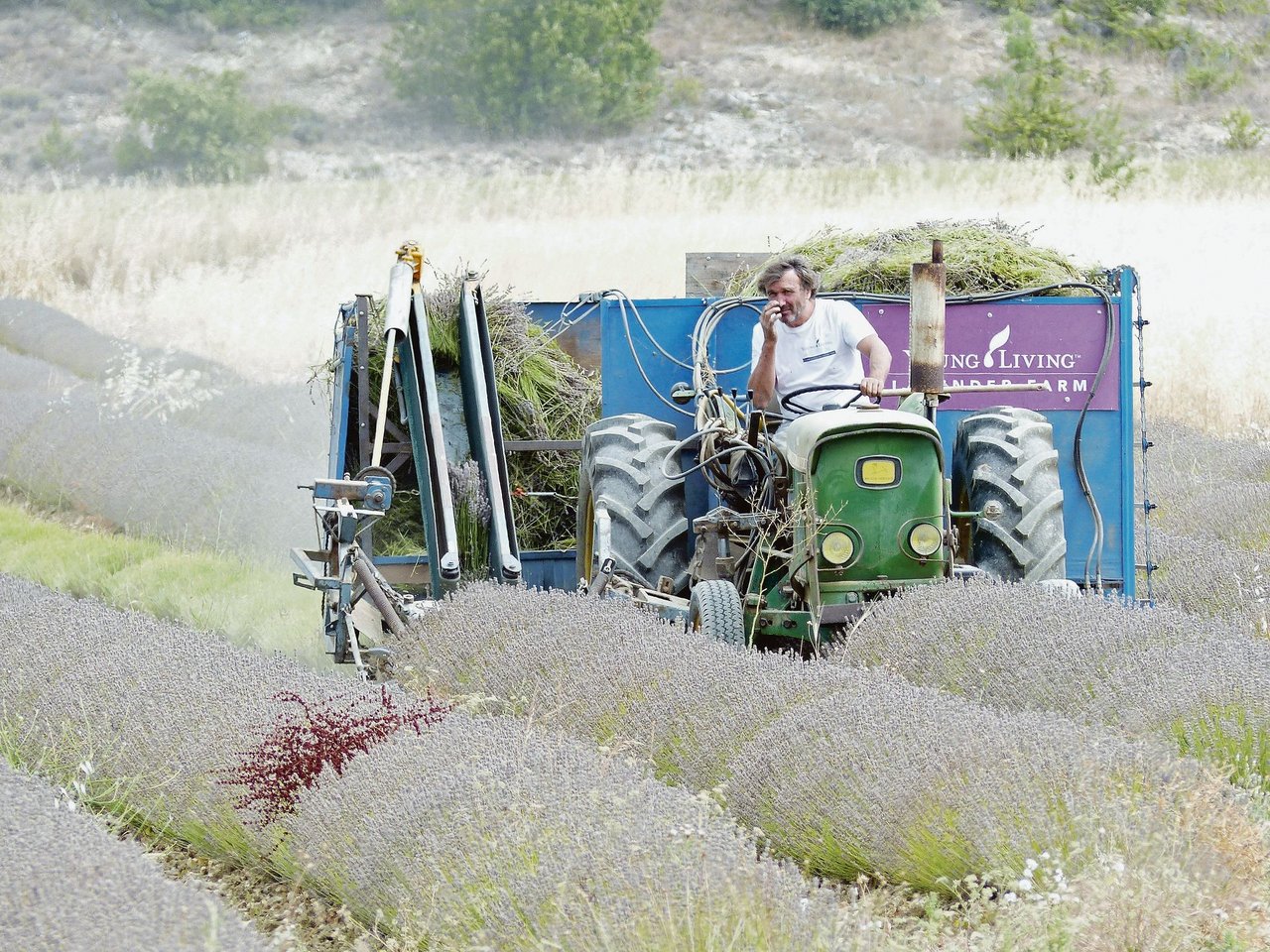 Zum Ernten des Lavendels setzen die provenzalischen Bauern ein spezielles Mähwerk ein, das neben dem Traktor herläuft. (Bild Petra Jacob)