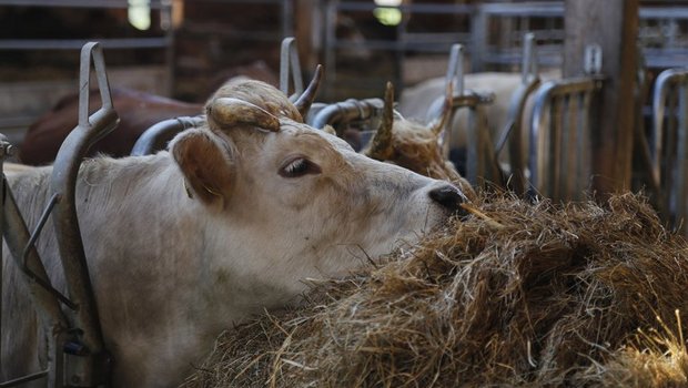 Ein am IBR-Virus erkranktes Rind musste im Kanton Graubünden geschlachtet werden. (Symbolbild lid/ji)