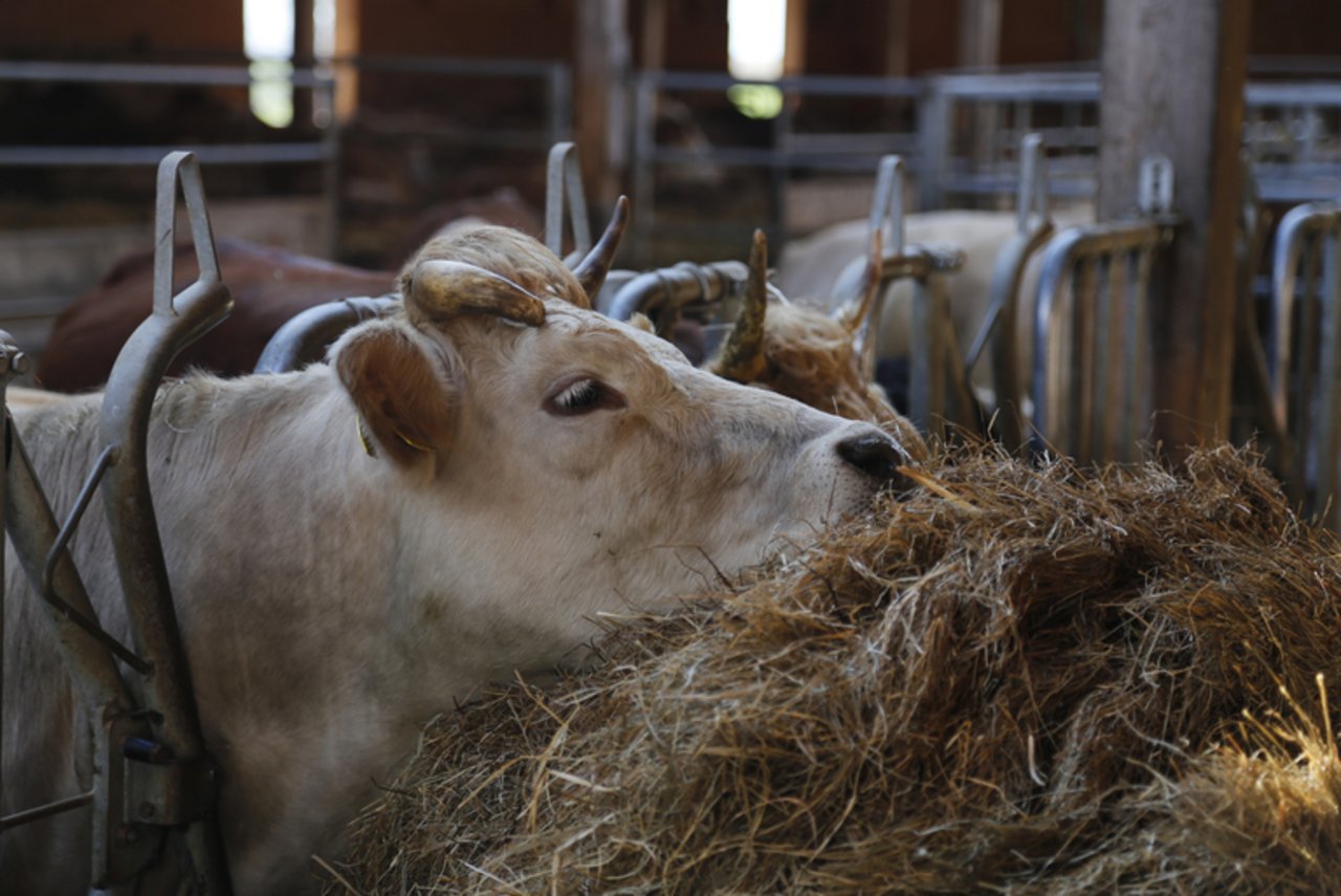 Ein am IBR-Virus erkranktes Rind musste im Kanton Graubünden geschlachtet werden. (Symbolbild lid/ji)