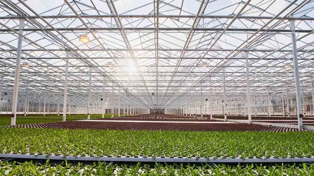 Ab 2025 kommt nur noch Gemüse aus Gewächshäusern, die erneuerbar beheizt wurden, in die Migros. (Bild Migros) 