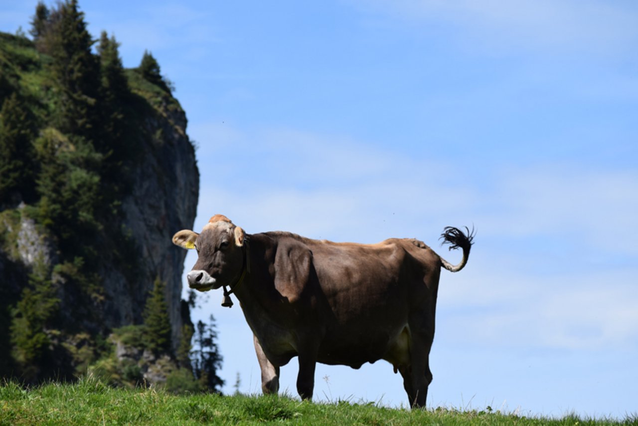 Hornlose Braunviehkuh auf der Alp. (Bild Daniela Joder)