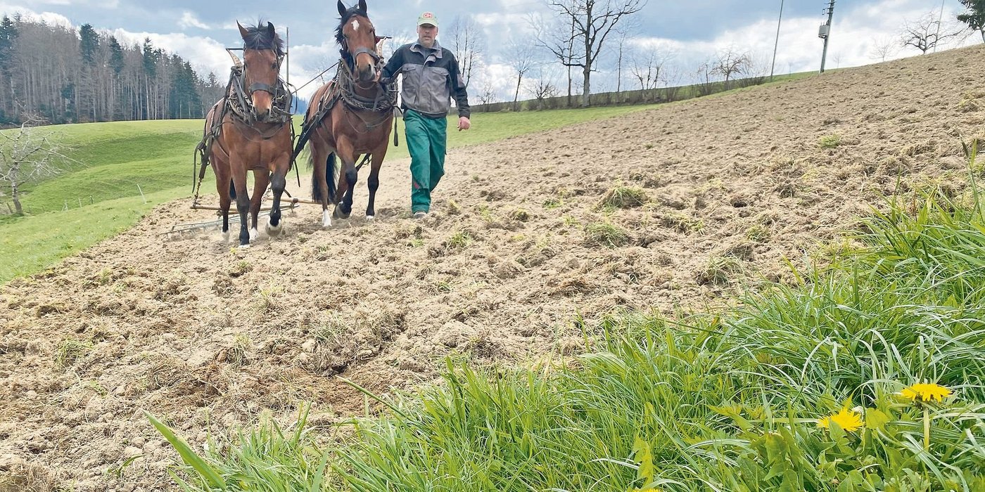 Familie Blaser setzt ihre Pferde für beinahe alle Arbeiten auf dem Biobetrieb ein. Die Leistung sei vergleichbar mit dem Traktor. 