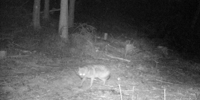 Das Beweisfoto: Der erste im Fürstentum Liechtenstein abgelichtete Goldschakal. (Bild IKR)