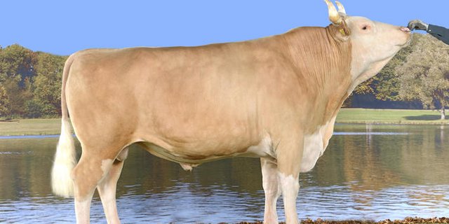 Der Stier Florin führt die Rangliste nach Iset bei den Simmentalern an. (Bild KeLeKi)