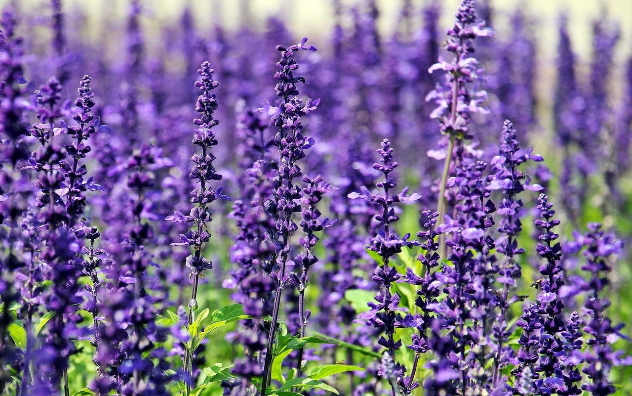 Lavendel kommt von dem lateinischen Wort «lavare» – was übersetzt «waschen» bedeutet
