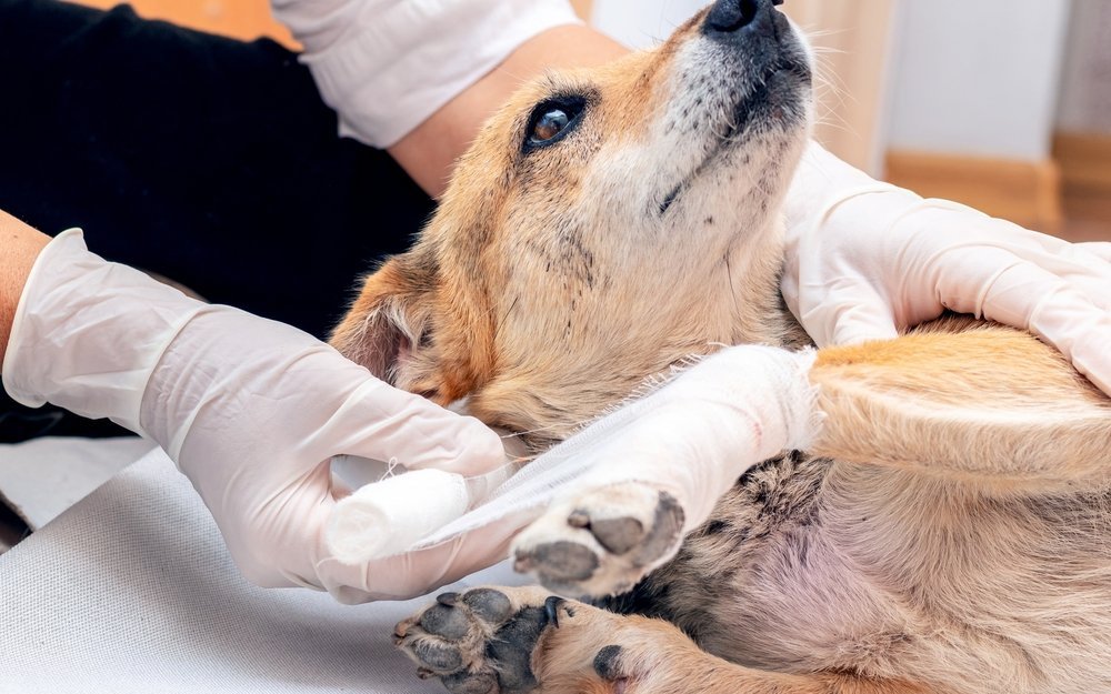 Tierarztrechnungen werden von der Animalia-Versicherung innerhalb von rund zwei Wochen rückerstattet.