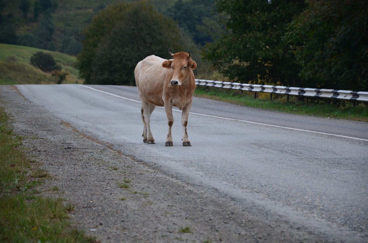 Die Kuh riss sich während dem Abladen aus dem Transporter los. (Bild Qwas Devaki/pixabay)